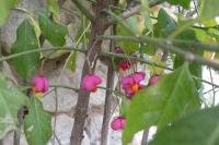 Euonymus europaeus