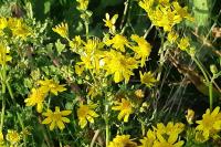 Jacobaea vulgaris