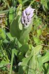 Orchis simia