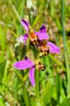 Ophrys apifera