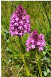 Anacamptis pyramidalis