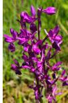 Anacamptis laxiflora