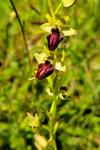 Ophrys aranifera