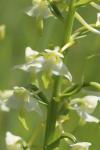 Platanthera chlorantha