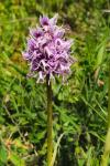Orchis simia