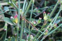 Polygonum aviculare