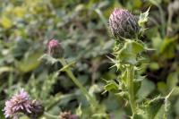Cirsium arvense