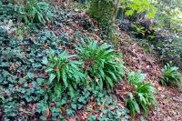Asplenium scolopendrium