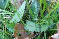 Betonica officinalis