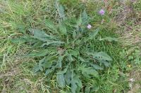 Centaurea decipiens