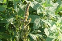 Amaranthus