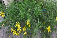 Senecio inaequidens