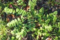 Erodium moschatum