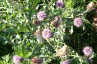 Cirsium arvense