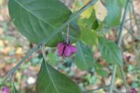 Euonymus europaeus