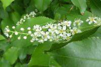 Prunus serotina