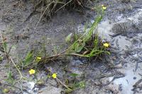 Ranunculus flammula