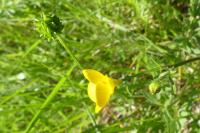 Ranunculus acris