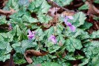 Cyclamen hederifolium