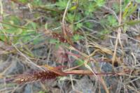 Setaria pumila