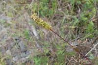 Setaria pumila