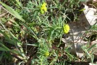 Euphorbia cyparissias