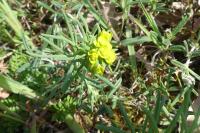 Euphorbia cyparissias