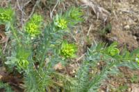 Euphorbia seguieriana