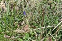 Muscari neglectum