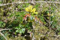 Berberis aquifolium
