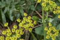 Pastinaca sativa