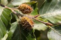 Fagus sylvatica
