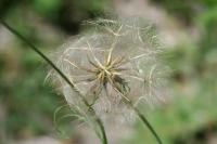 Tragopogon pratensis