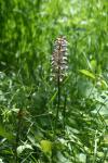 Orchis purpurea