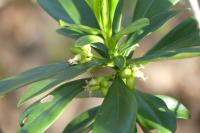 Daphne laureola