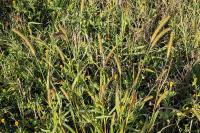 Setaria pumila