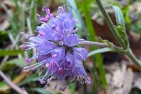 Succisa pratensis