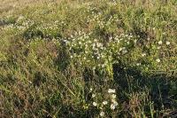 Tripleurospermum inodorum