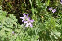 Erodium moschatum
