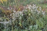 Symphyotrichum lanceolatum