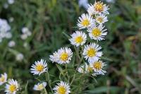 Symphyotrichum lanceolatum