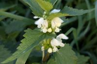 Lamium album
