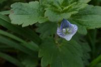 Veronica persica