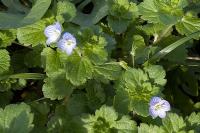 Veronica persica