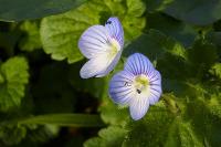 Veronica persica