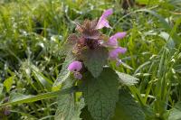 Lamium purpureum