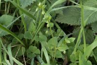 Stellaria media