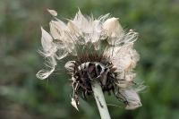 Taraxacum