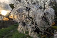 Clematis vitalba
