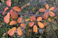 Rubus